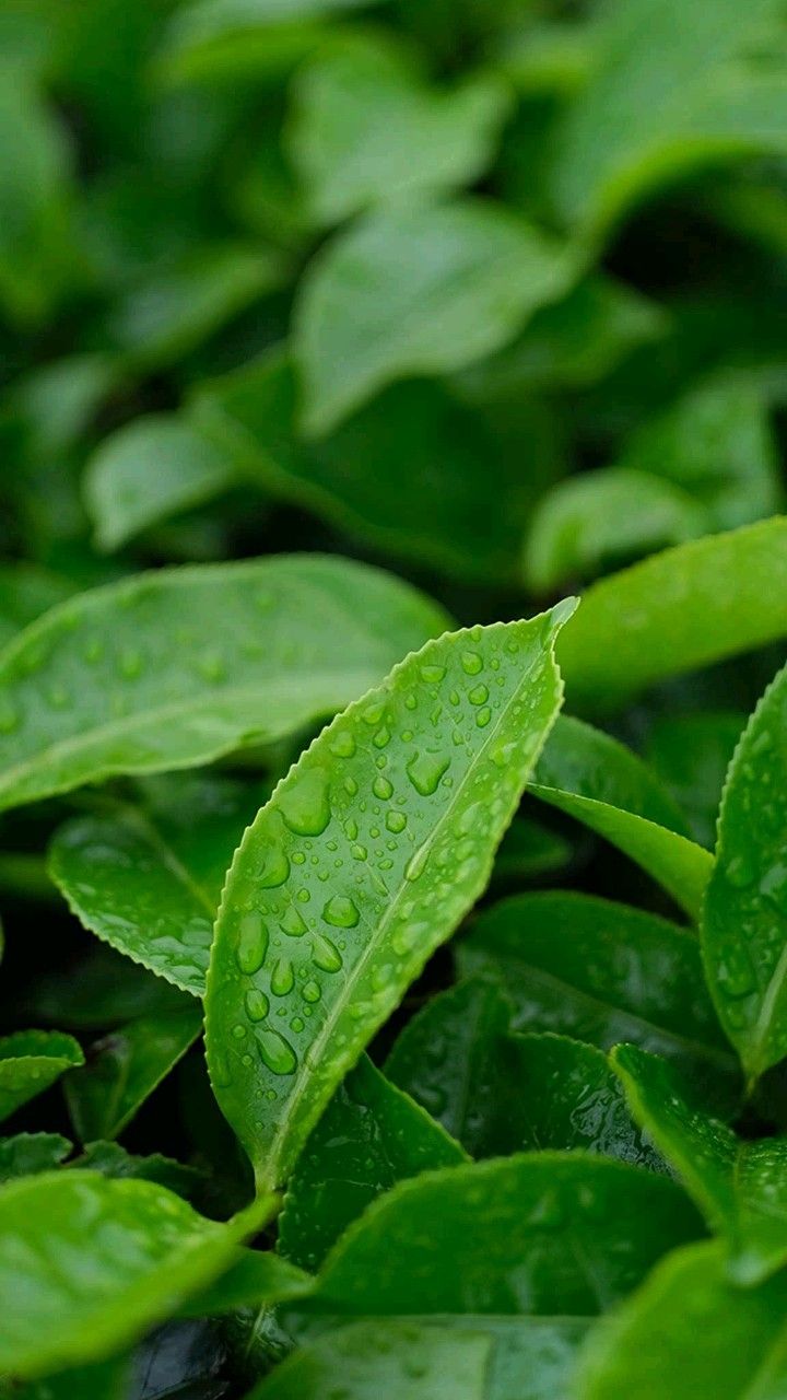 L-Theanine
